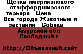 Щенки американского стаффордширского терьера › Цена ­ 20 000 - Все города Животные и растения » Собаки   . Амурская обл.,Свободный г.